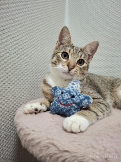 Dovanojama labai miela, jaunutė katytė