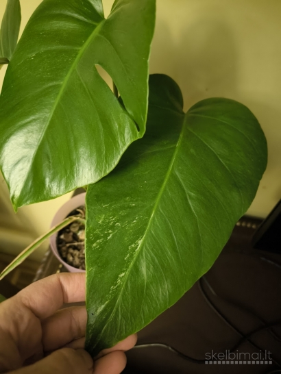 Jauna monstera albo variegata visas augalas
