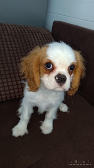 Kavalieriaus Karaliaus Karolio spanieliai