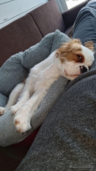 Kavalieriaus Karaliaus Karolio spanieliai