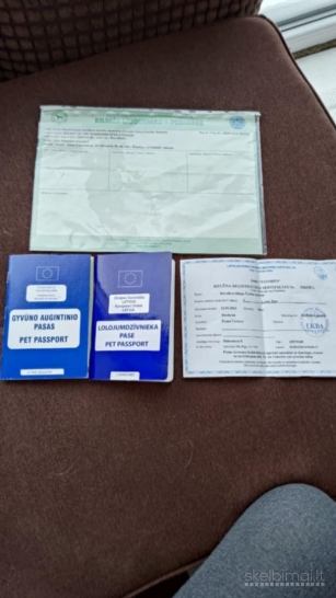 Kavalieriaus Karaliaus Karolio spanieliai