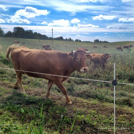 Stiklo pluošto kuoliukai