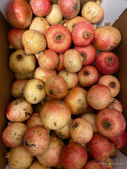 Vaisiai iš Ispanijos alyvuogės tunas didmena