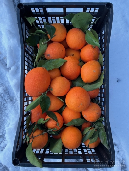  Ispaniški vaisiai iš Ispanijos ūkių urmu 