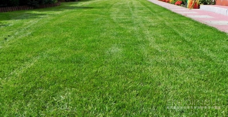 Vejos irengimas, vejos prieziura, gerbuvio tvarkymas-dirbame savaitgaliais