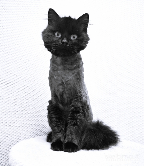 Dovanoju labai gražų ir mielą katiną Čerį