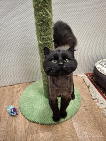 Dovanoju labai gražų ir mielą katiną Čerį