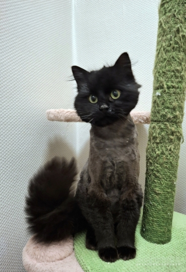 Dovanoju labai gražų ir mielą katiną Čerį