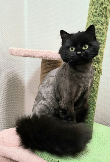 Dovanoju labai gražų ir mielą katiną Čerį