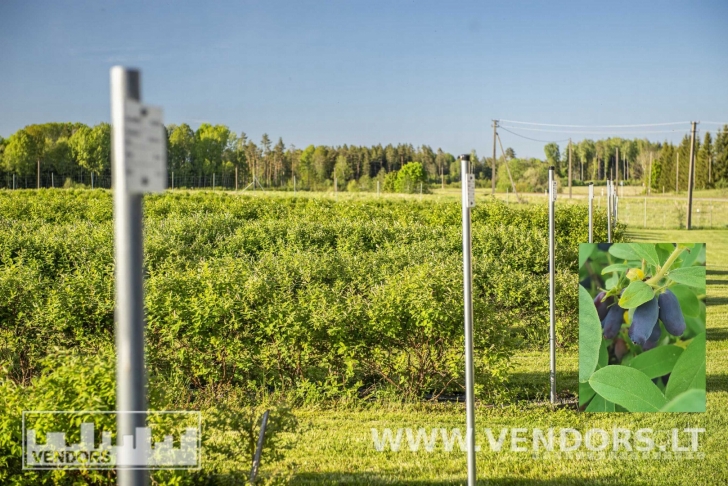PARDUODAMAS SAUSMEDŽIŲ ŪKIS RIETAVO SAV., ŽADVAINIŲ K., JŪROS G.