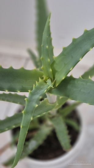 Vaistinis alijošius