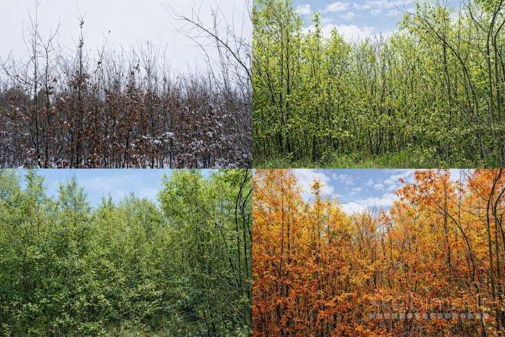 Projektavimas, vizualizacijos, pilnas įgyvendinimas