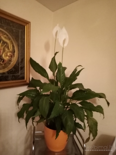 Kambarinis augalas Vėzdunė