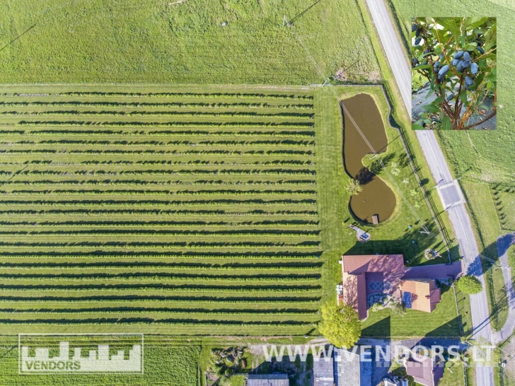 PARDUODAMAS SAUSMEDŽIŲ ŪKIS RIETAVO SAV., ŽADVAINIŲ K., JŪROS G.