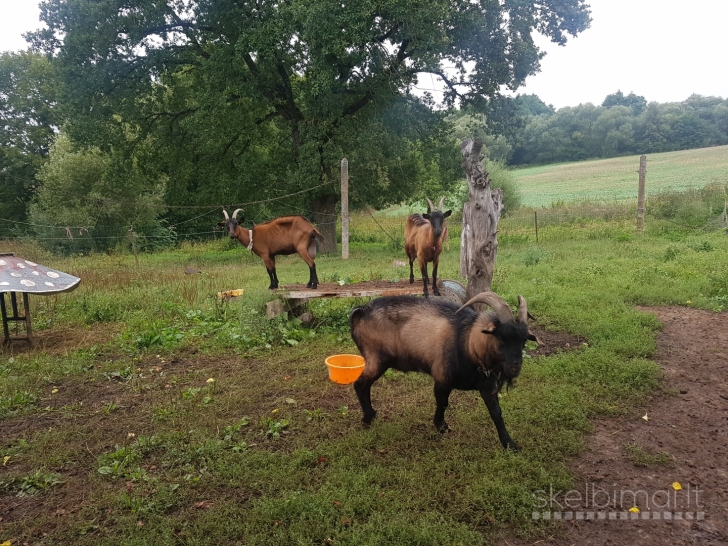 Parduodu prancūzų Alpių ožkas ir ožius