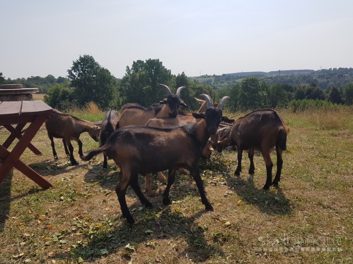 Parduodu prancūzų Alpių ožkas ir ožius