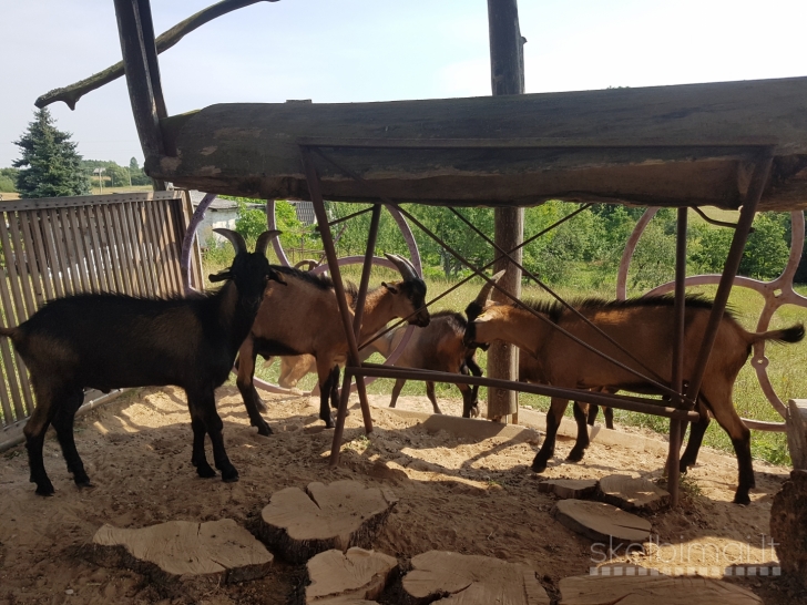 Parduodu prancūzų Alpių ožkas ir ožius