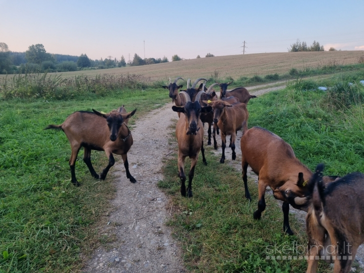 Parduodu prancūzų Alpių ožkas ir ožius
