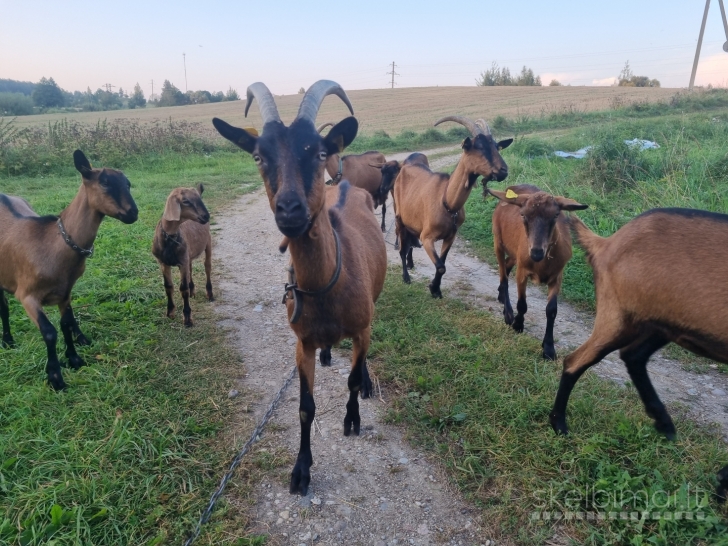 Parduodu prancūzų Alpių ožkas ir ožius