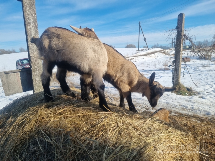Parduodu prancūzų Alpių ožkas ir ožius