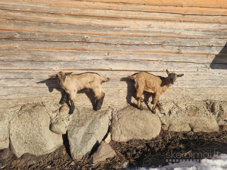 Parduodu prancūzų Alpių ožkas ir ožius