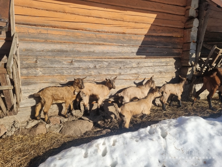 Parduodu prancūzų Alpių ožkas ir ožius
