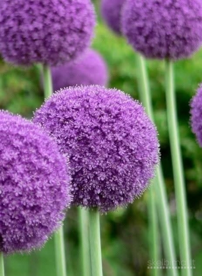 Dekoratyvinis česnakas Gladiator