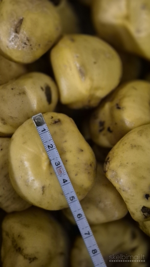 Dekoratyvinis česnakas Gladiator