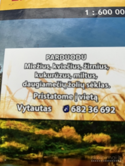 mieziai kvieciai kukuruzai 