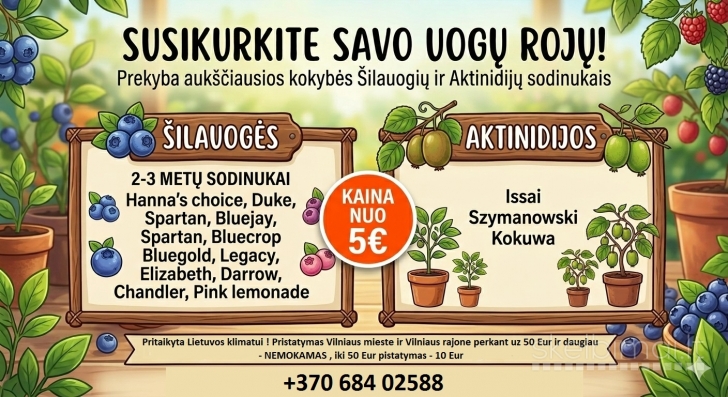 Šilauogės ir aktinidijos sodinukai