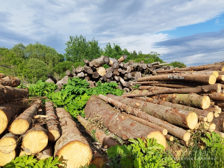 Perku medieną ignalinoje ir rajone +37067952964