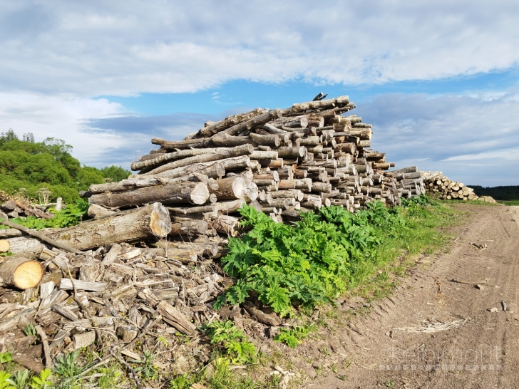 Perku medieną ignalinoje ir rajone +37067952964