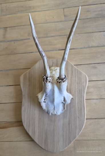 Interjero akcentas ragai