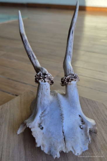 Interjero akcentas ragai