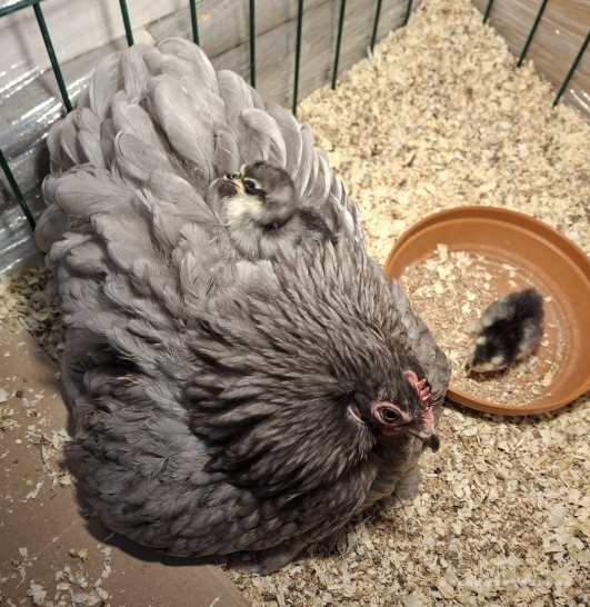 Parduodama Bantaminė Kochinkino šeimyna: rūpestinga mama ir 6 viščiukai! 