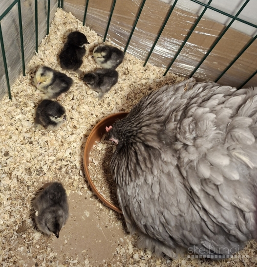 Parduodama Bantaminė Kochinkino šeimyna: rūpestinga mama ir 6 viščiukai! 