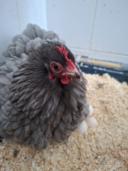 Parduodama Bantaminė Kochinkino šeimyna: rūpestinga mama ir 6 viščiukai! 