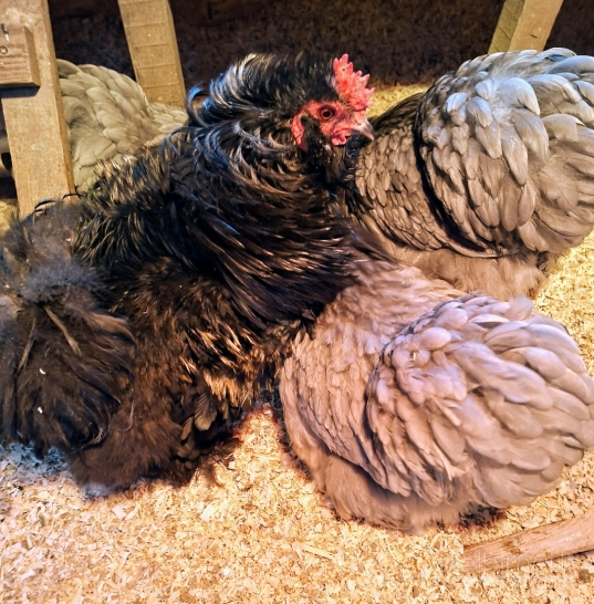 Parduodama Bantaminė Kochinkino šeimyna: rūpestinga mama ir 6 viščiukai! 