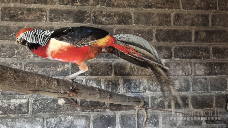 Parduodama fazanu porele