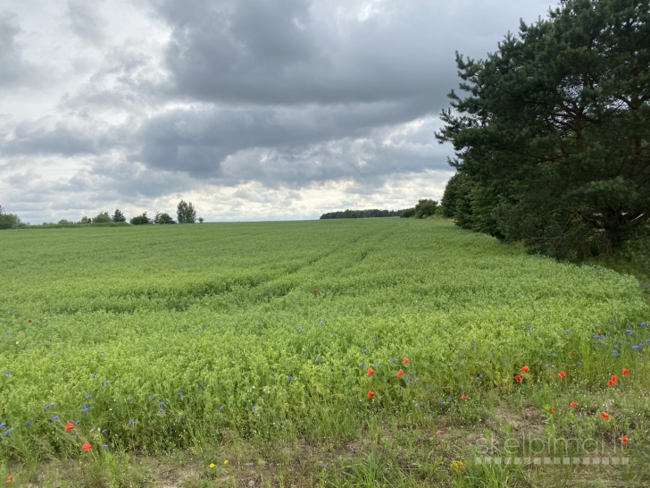 Šalia Mažeikiu prie tvenkinių 6,57ha žemės sklypas.