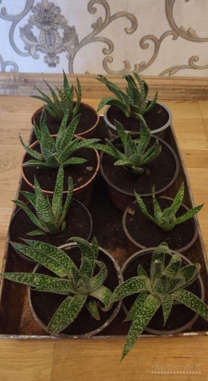 Aloe aristata