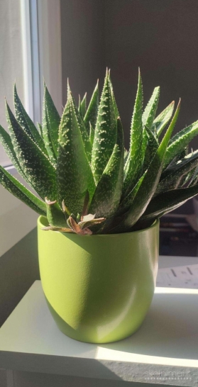 Aloe aristata