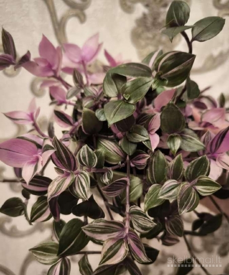 Callisia rosato Pink lady trikolor