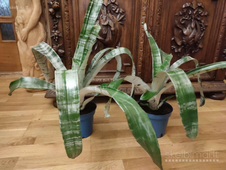 Kambarine gele Echmeja (Aechmea)