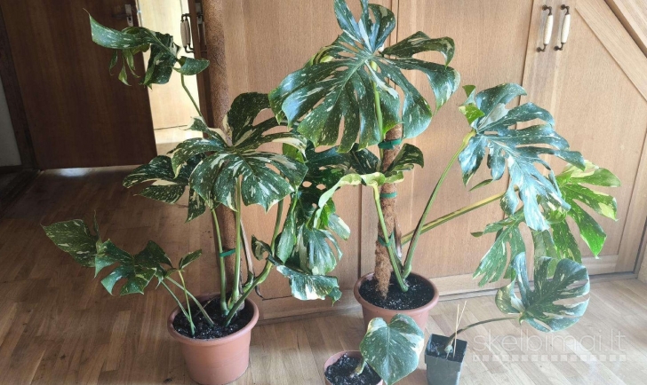 Monstera deliciosa Thai