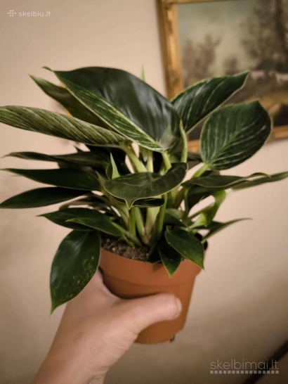 Filodendras White wave