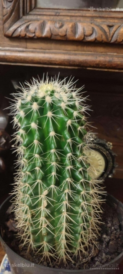 Geltondyglis ežiakaktus (Echinocactus grusonii)