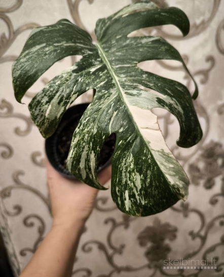 Monstera deliciosa albo variegata
