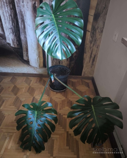 Placialape didele monstera deliciosa