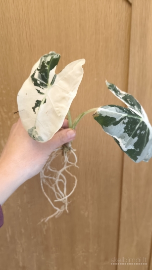 Alocasia frydek variegata
